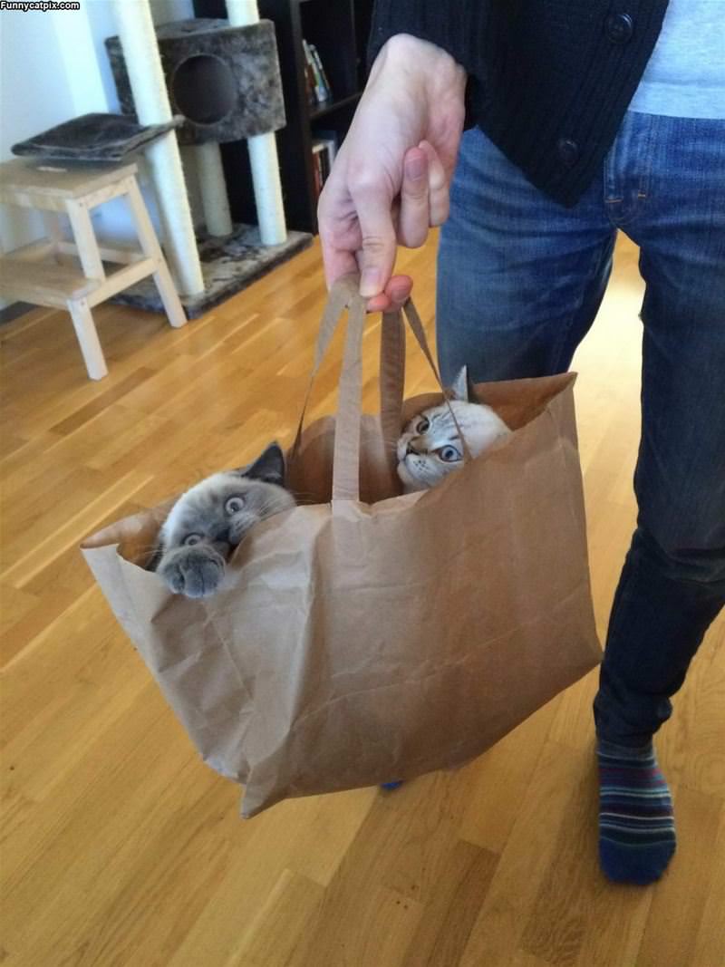 I Have A Bag Of Cats