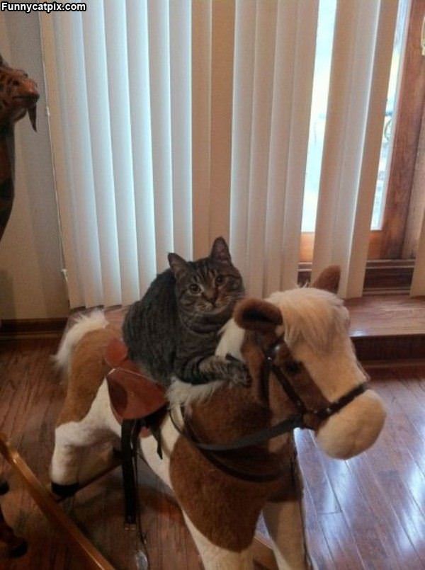 I Have A Horse