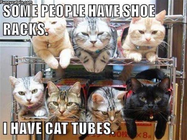 I Have Cat Tubes