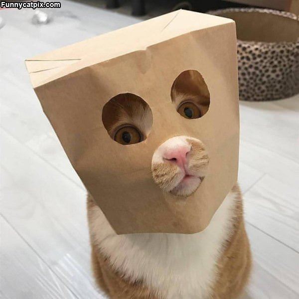 I Have My Paper Bag