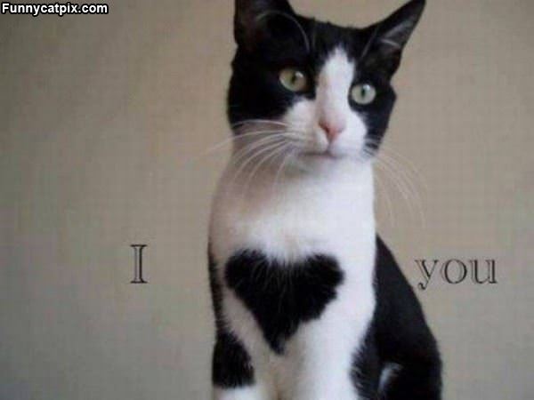 I Heart You Cat