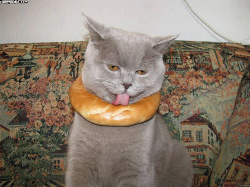 I Love Bagels