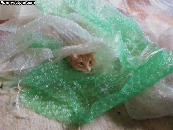 I Love Bubble Wraps