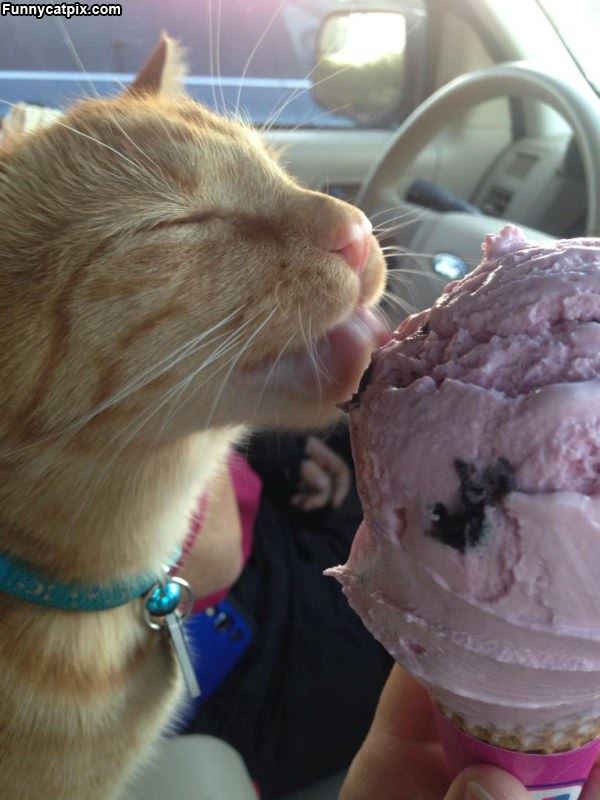 I Love Ice Cream