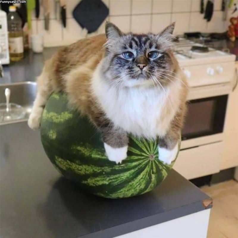 I Love Watermelons