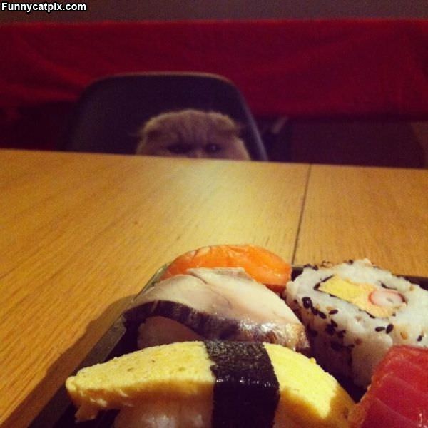 I See The Sushi