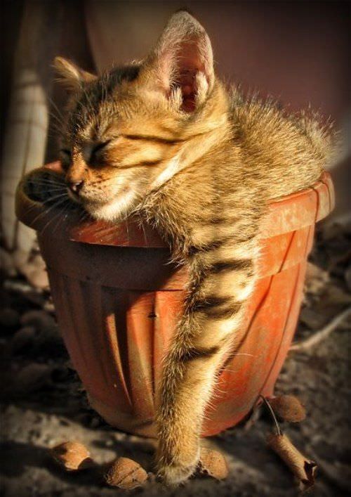 I Sleep In A Pot