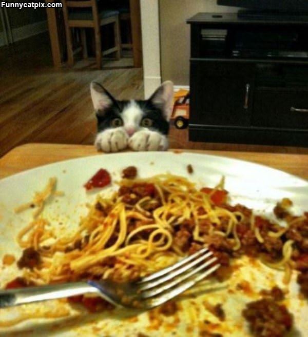 I Want Some Spaghetti