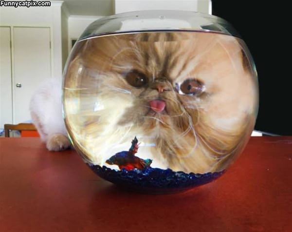 I Wants Dis Fishy