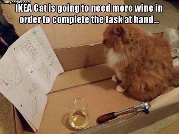 Ikea Cat