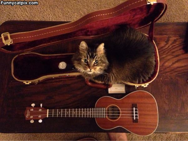 Im A Guitar Now