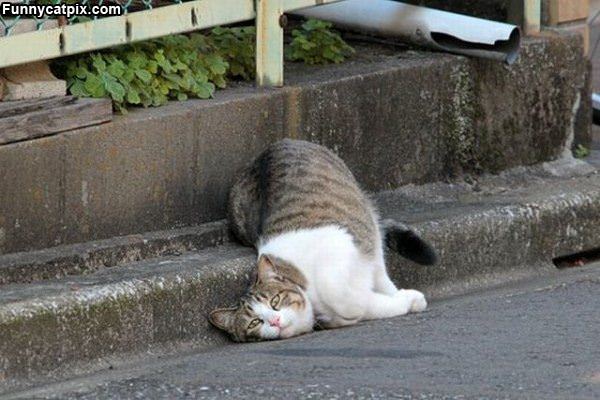Im Having A Lazy