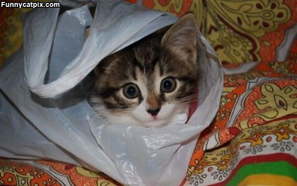 In Da Bag