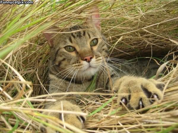 In The Grass