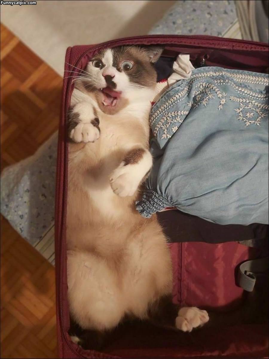 In The Luggage