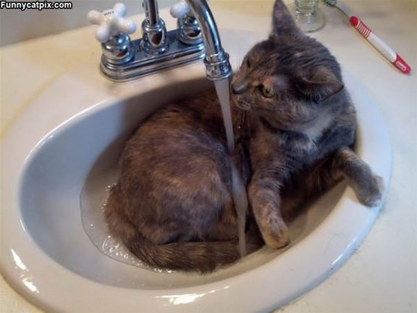 In The Sink