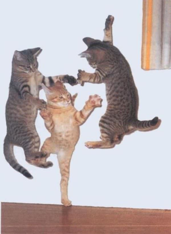 Incredible Dancing Cats