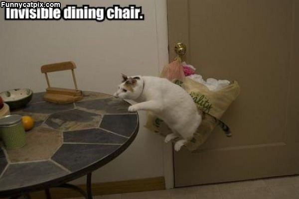 Invisible Dining Chair