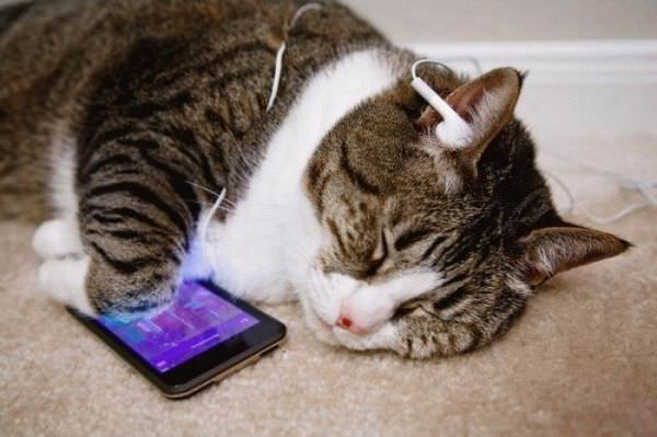 Ipod Cat