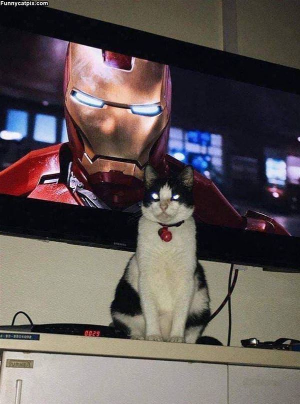 Iron Cat