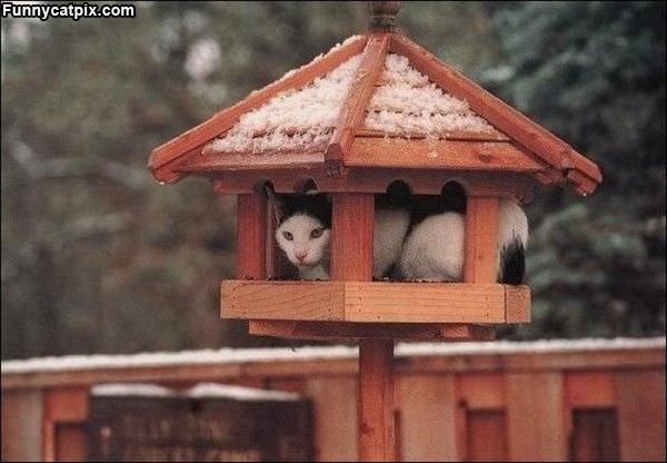 Is A Cat House