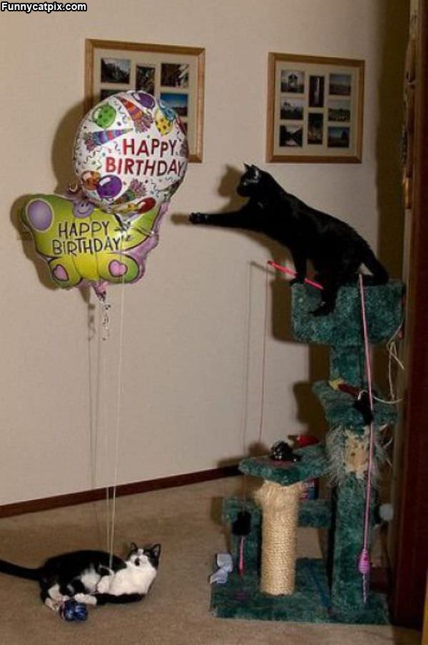 Its A Birthday Party