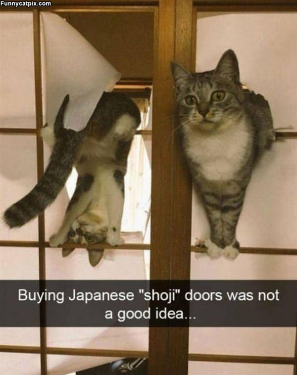 Japanese Doors With Cats