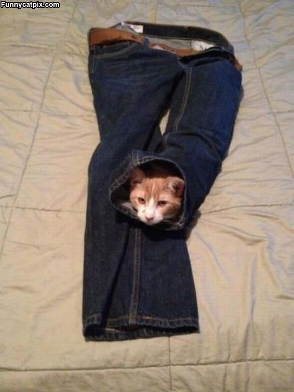 Jeans Cat