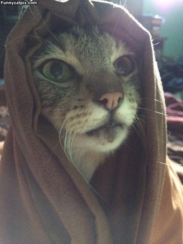 Jedi Cat