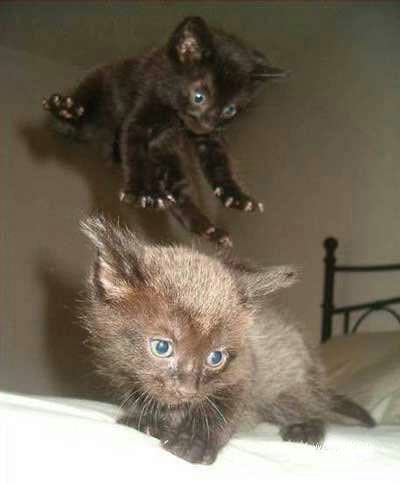 Jump Attack Ninja Kitten
