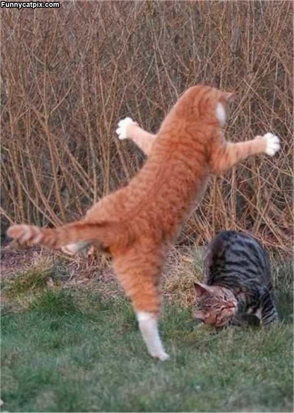 Jump Cat Ninja