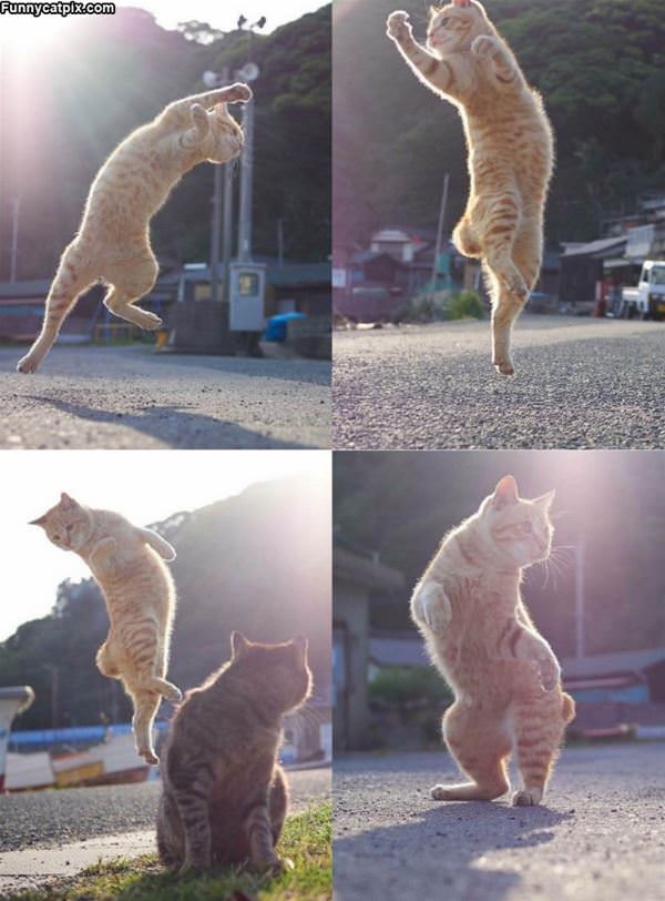 Jumping For Joy