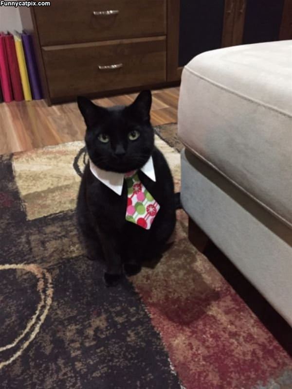 Just Looking Classy