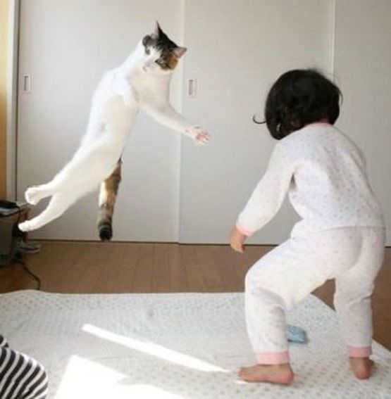Karate Chop Cat
