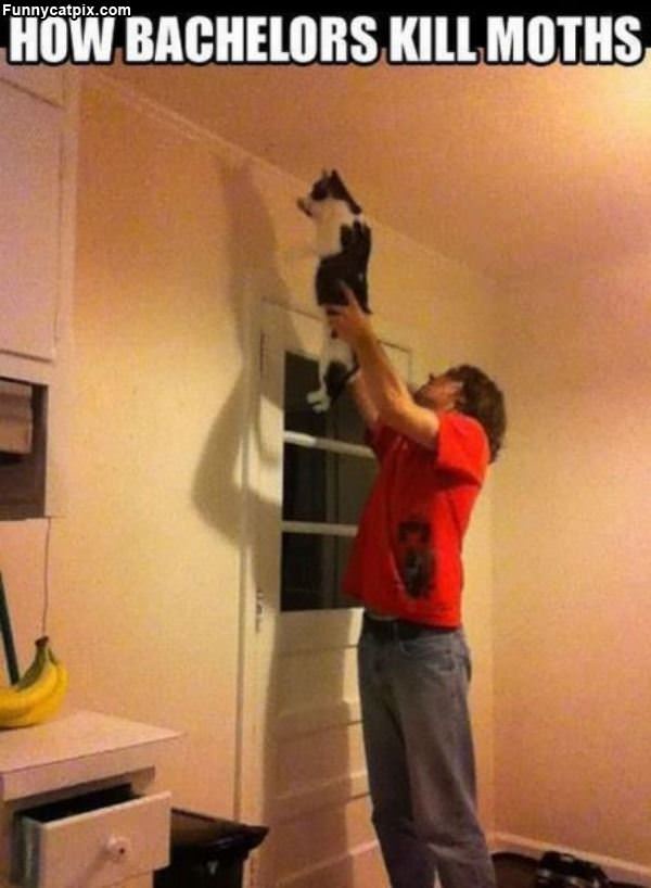 Killing Moths