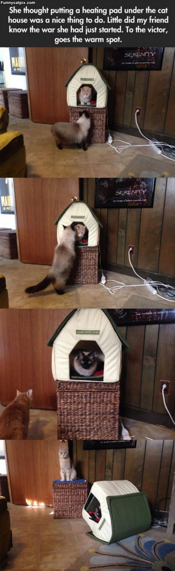 King Of The Kitty House