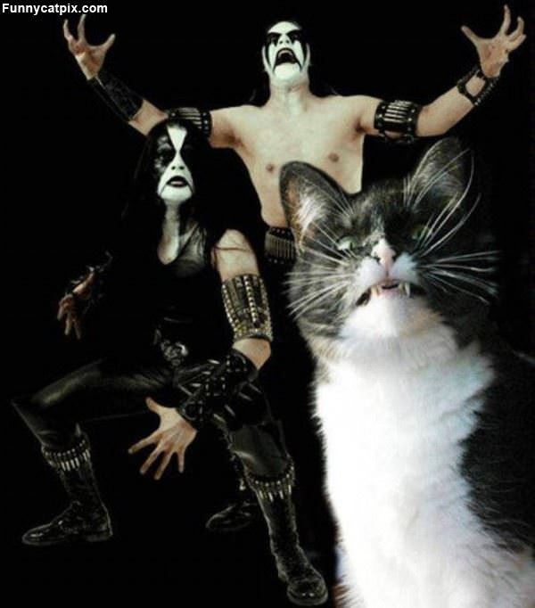 Kiss Cat