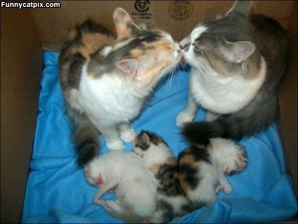 Kisses And Kittens