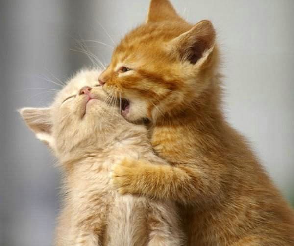 Kissing Cats