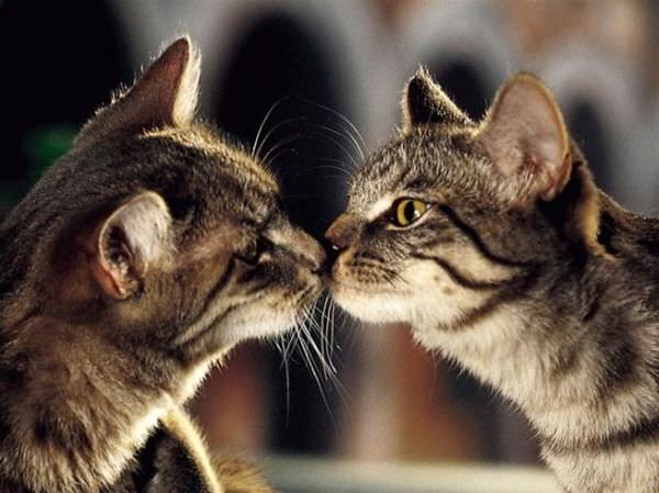 Kissing Cats