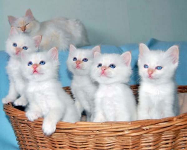 Kitten Army