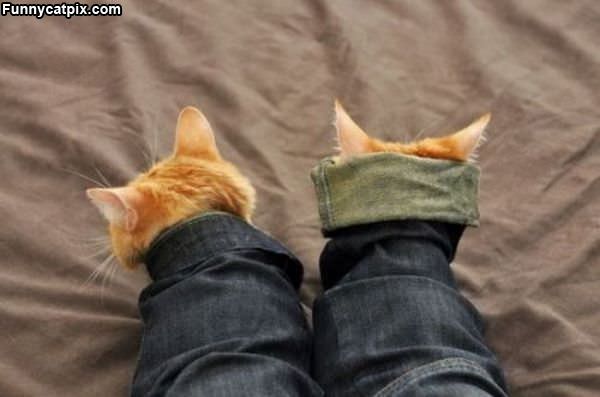 Kitten Capes