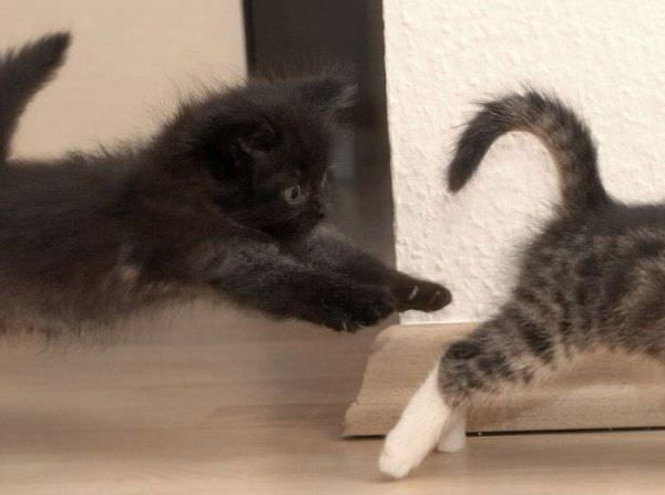 Kitten Chase