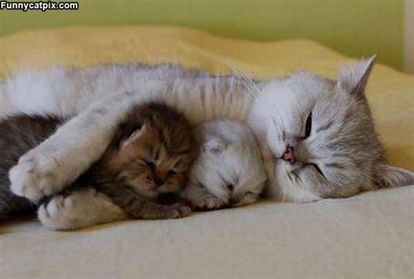 Kitten Family Is Safe