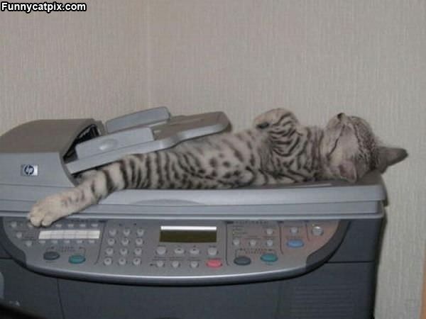 Kitten Fax