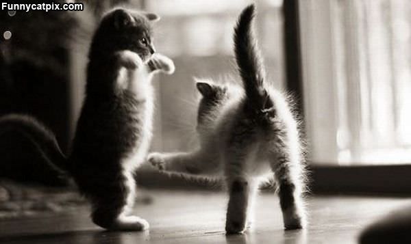 Kitten Fight