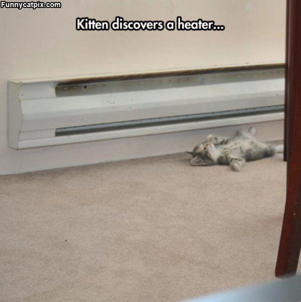 Kitten Finds The Heater