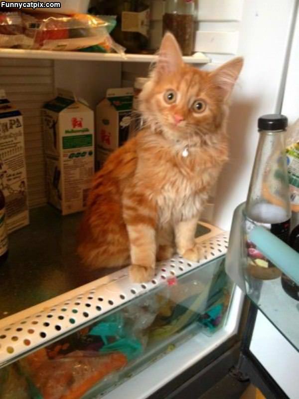 Kitten Found The Snacks