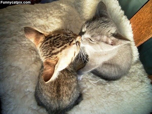 Kitten Kiss