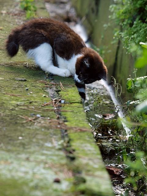 Kitten Playing